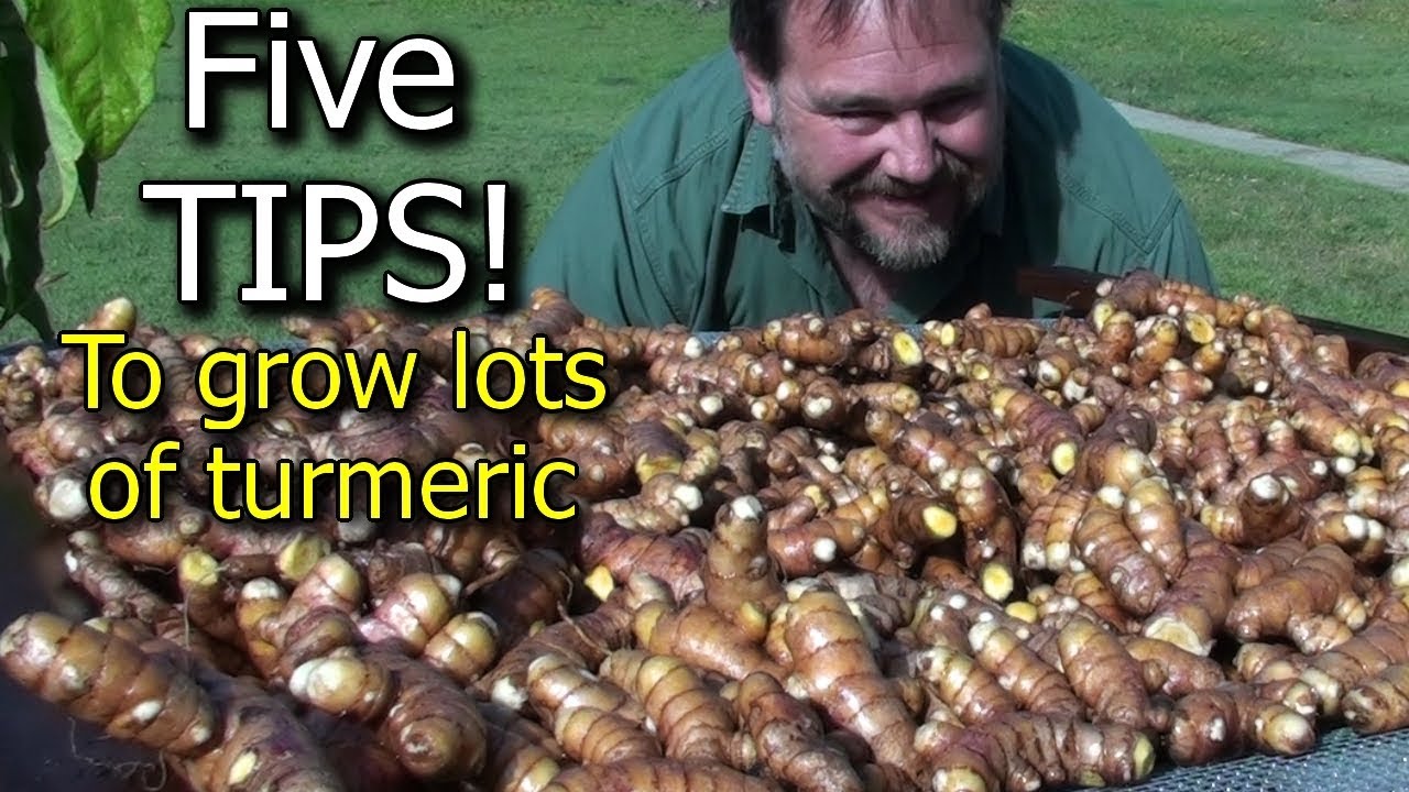 5 Tips How to Grow a Ton of Turmeric in Just 3 Square Feet Garden Bed
