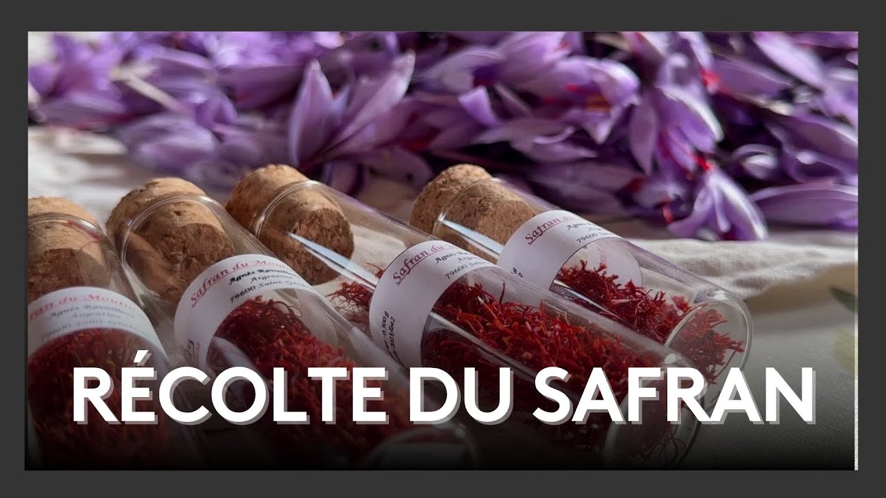 La récolte du safran a débuté : l’or rouge se cueille à la main