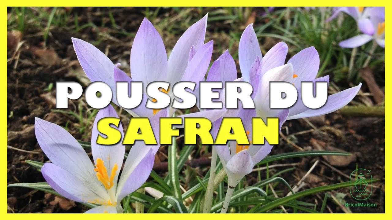Comment faire pousser du safran