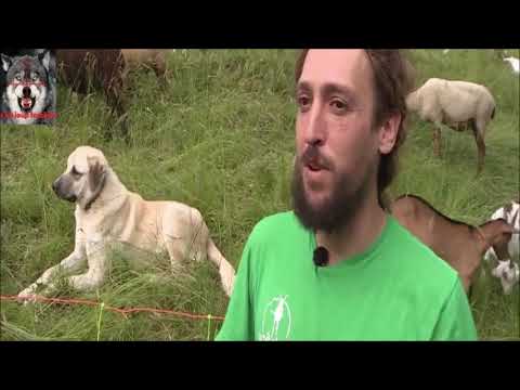 les éleveurs désemparés face aux attaques de loups