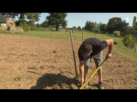 Chic ! Bientôt la récolte du safran