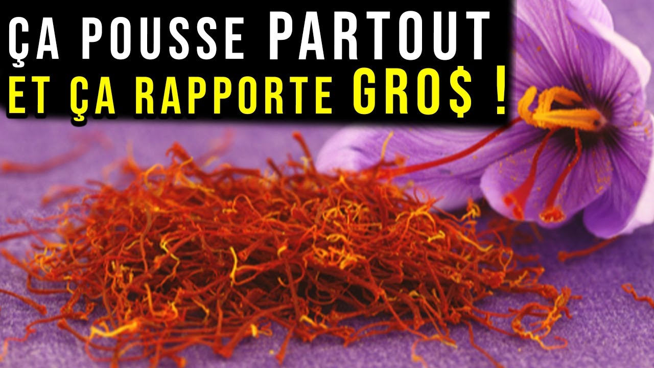 LE SAFRAN : TOUT SAVOIR DE A à Z ! (Plantation, Récolte, Prix au Kg...)