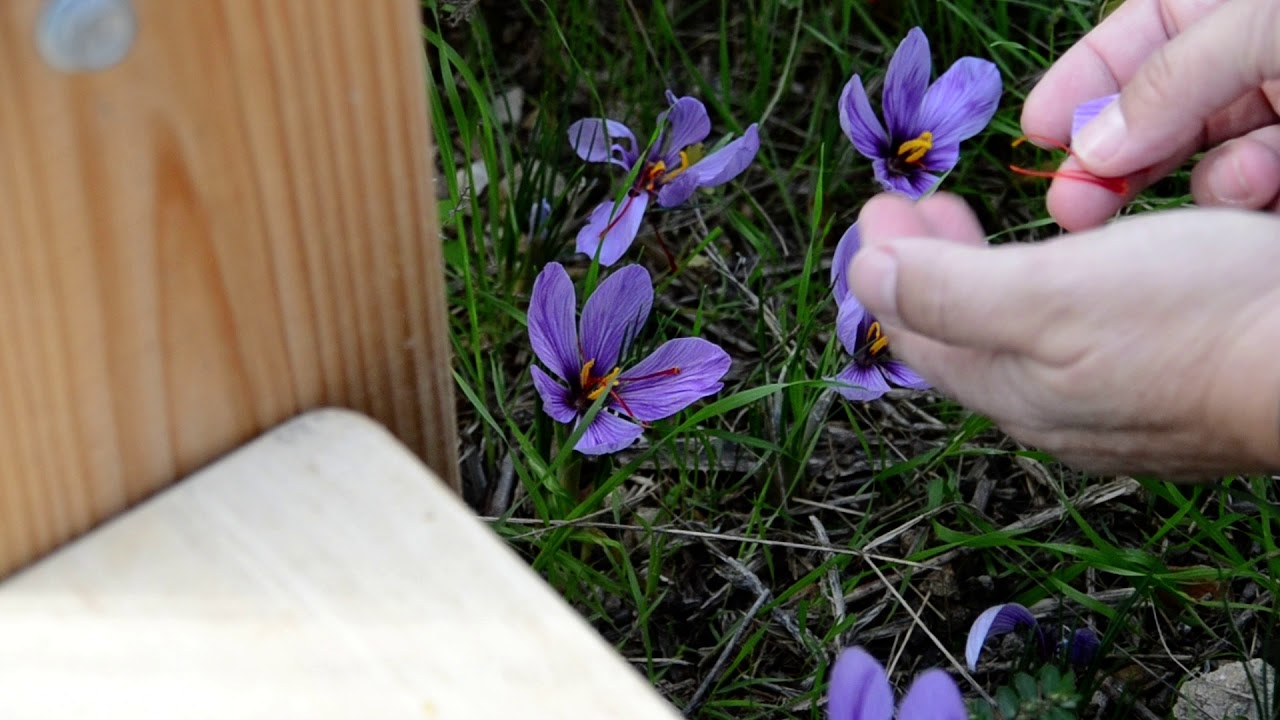Comment récolter le safran ?