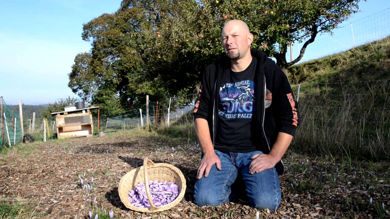 Comment cultiver le safran ?