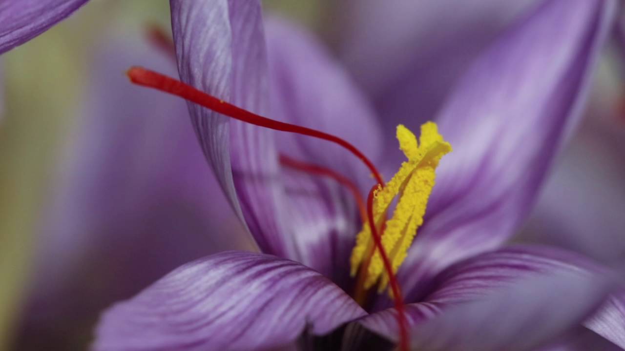 Réussir la culture du Crocus à safran