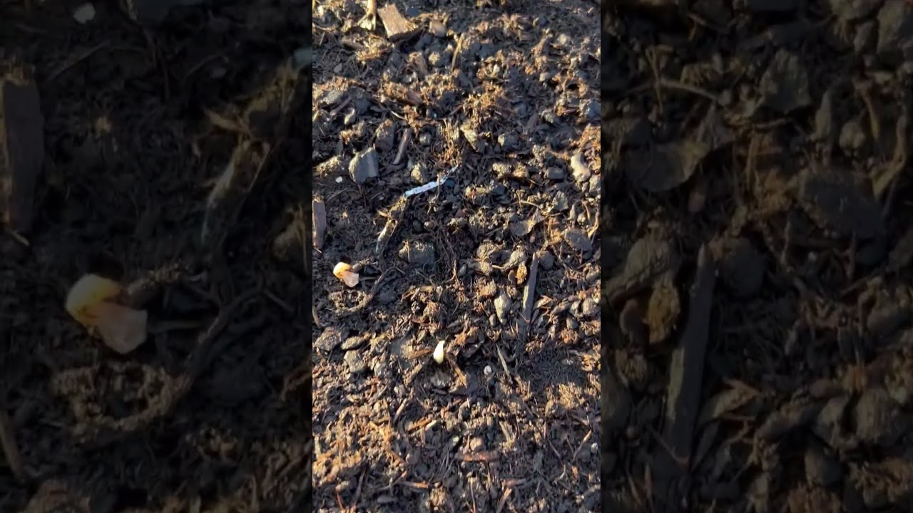 SAFRAN. SAFFRON. La récolte du safran c’est bientôt. 15 10 2023