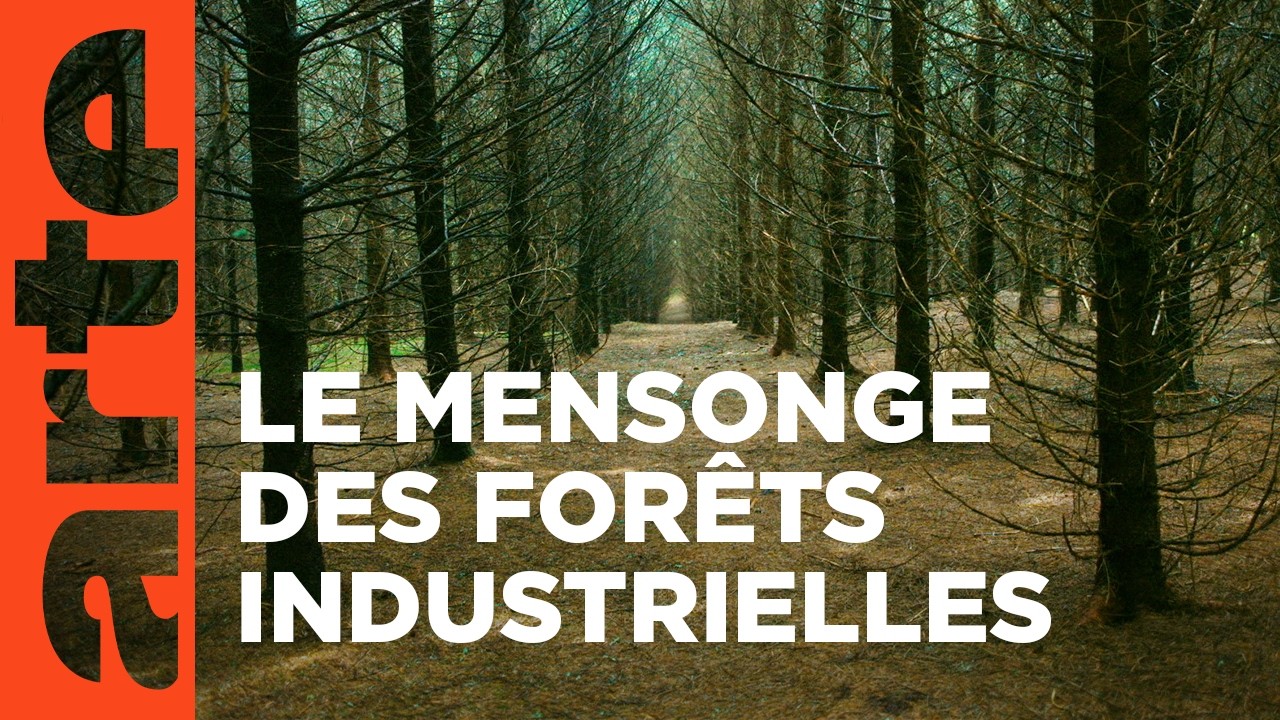 Planter à tout prix - Des arbres pour sauver la planète ? | Documentaire | ARTE