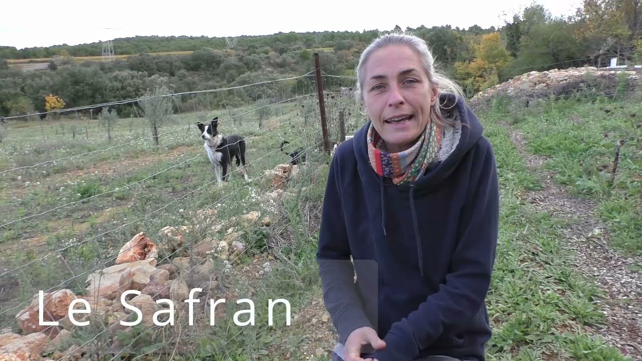 Le Safran par L'Effet des Garrigues