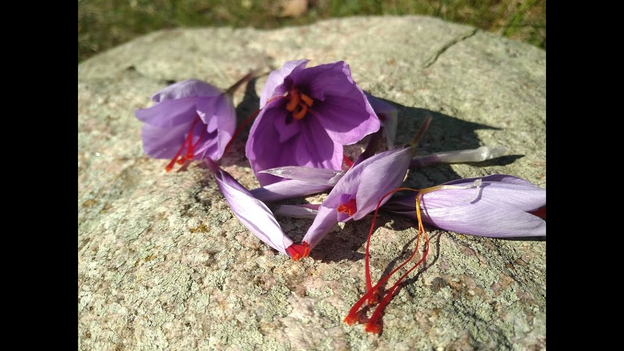 Récolter et utiliser le safran