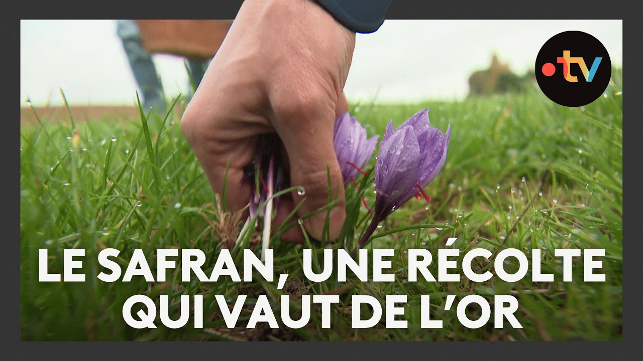La récolte du safran écourtée par une météo pas assez fraîche