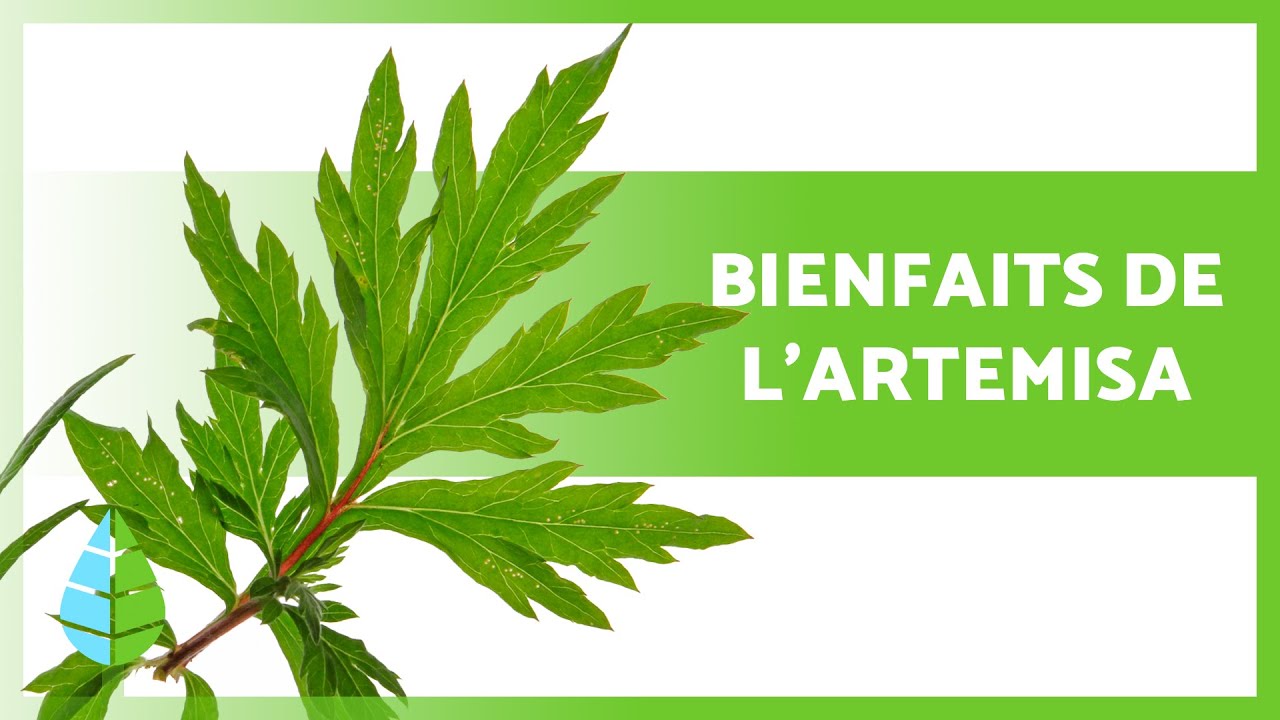 Propriétés de l'ARTEMISA🌿 | Bienfaits, consommation et contre-indications 💚