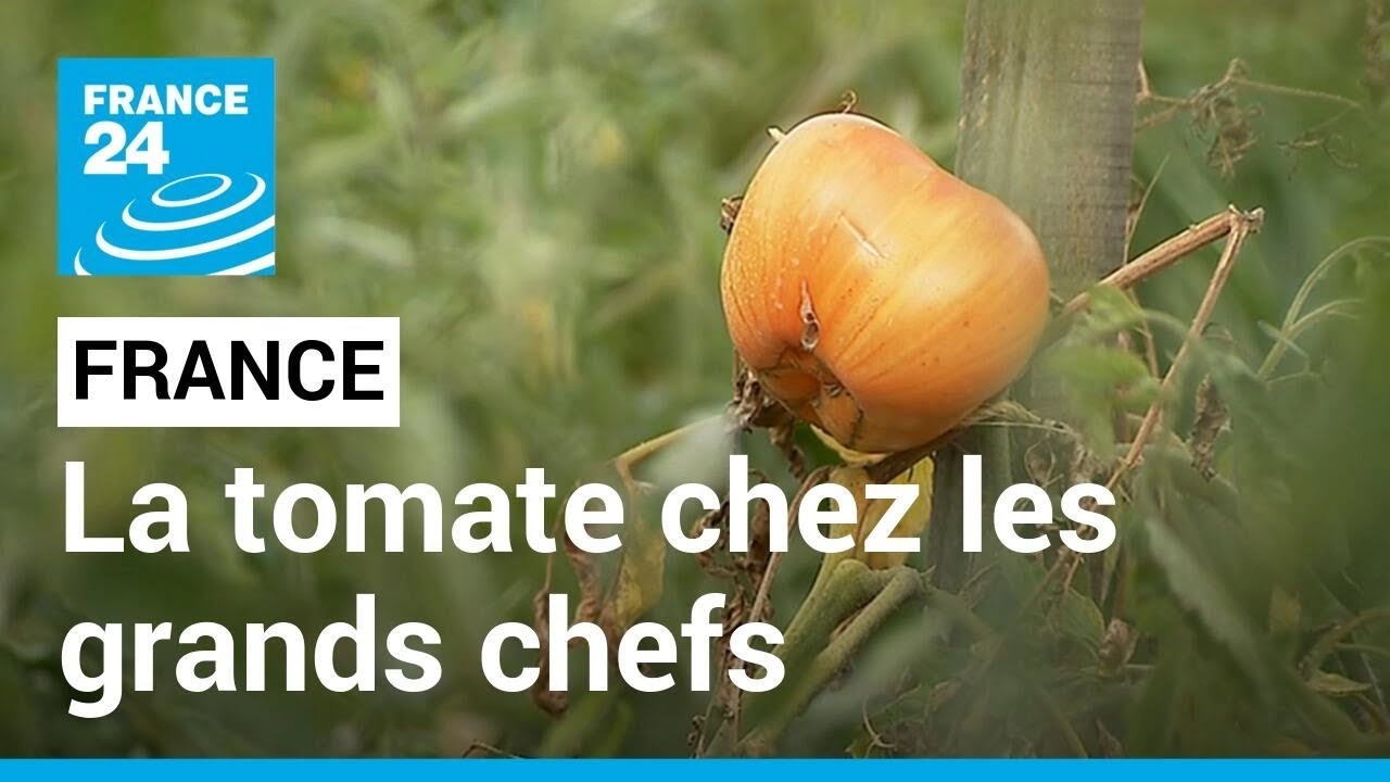 Dans la Vienne, un amour de tomate qui séduit des grands chefs • FRANCE 24