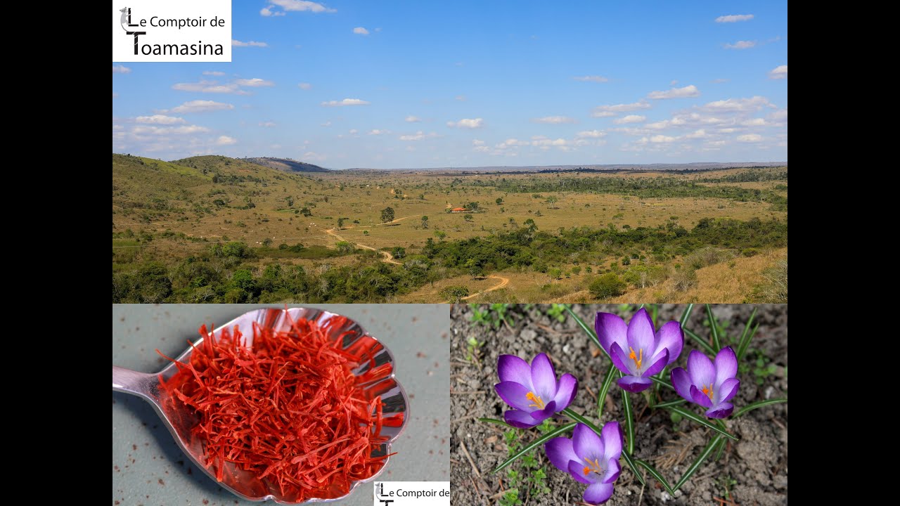 La récolte du safran -  Les réponses à vos questions - Tout savoir sur le monde du Safran