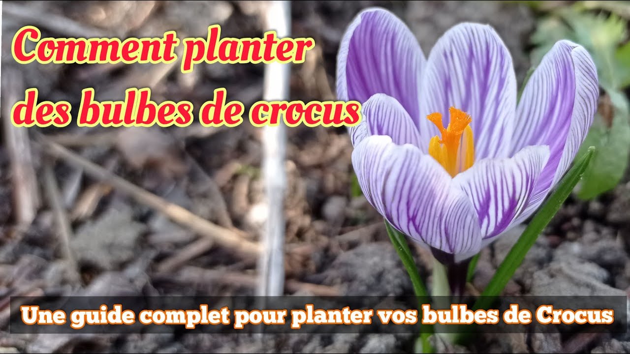 Une guide complet pour planter vos bulbes de Crocus( Plantation,Culture & entretien, Multiplication)