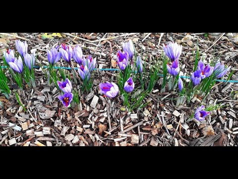 Culture du safran en Drôme  26120 (crocus sativus)