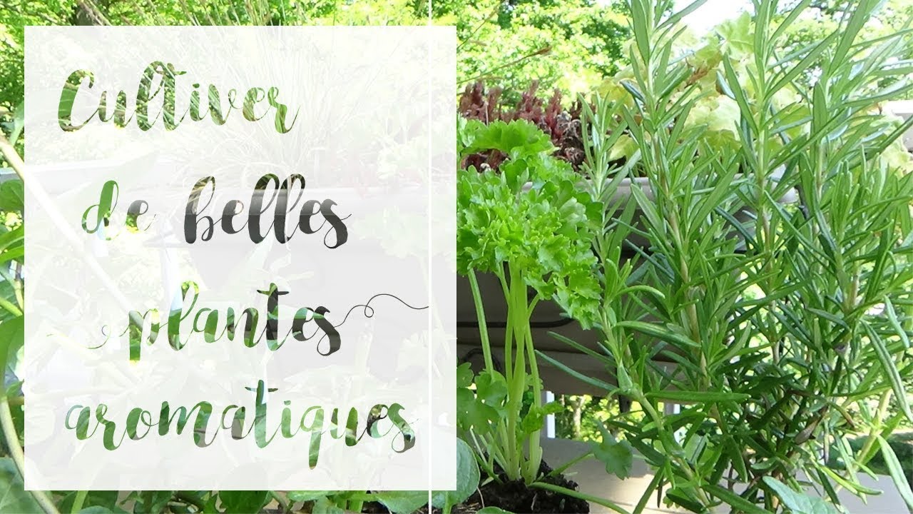 Les bases pour réussir les aromatiques en pot | SERIE Aromatiques en pot