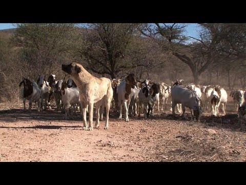 Contre les guépards, la Namibie redécouvre le chien de berger