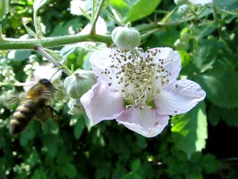 Pollinisation role des abeilles