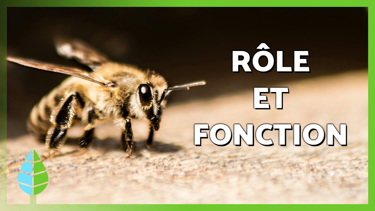 Rôle des ABEILLES dans l'ÉCOSYSTÈME 🐝 | Reine des abeilles, abeilles ouvrières et faux-bourdons 💛