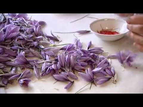 A Auxonne : on récolte le safran, véritable or rouge !