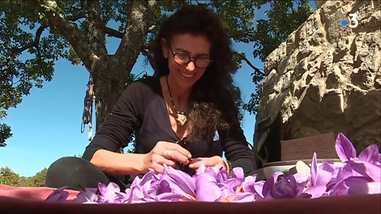 34 000 euros le kilo, la récolte du précieux safran à Cipières (06)