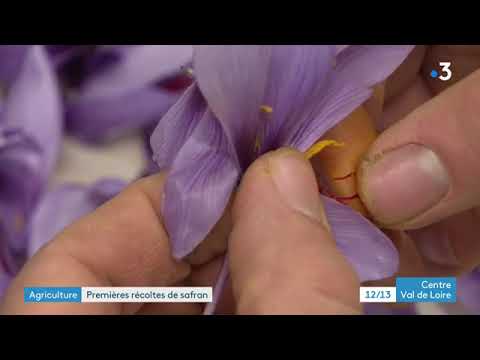 Broue Eure et Loir decouvrez la premiere recolte de safran