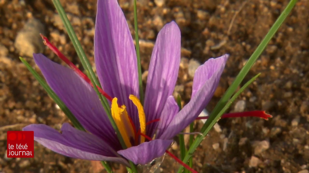 Cultiver le safran au Québec