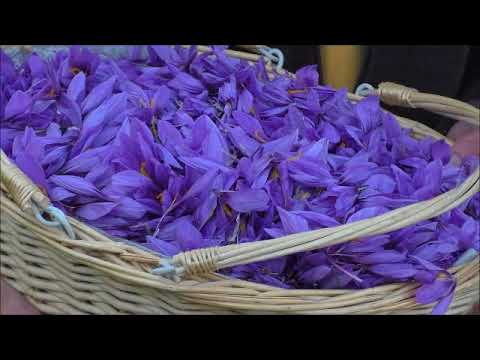 Paroles de safranier