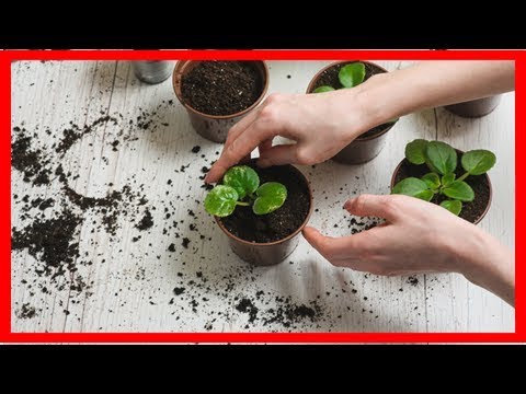 Comment cultiver ses plantes aromatiques à l’intérieur