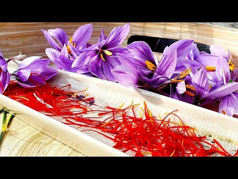 Le safran - L'épice la plus chère du monde