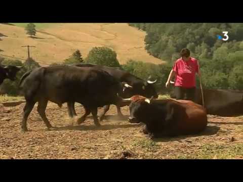 En Aveyron, des vaches pour protéger les troupeaux contre le loup