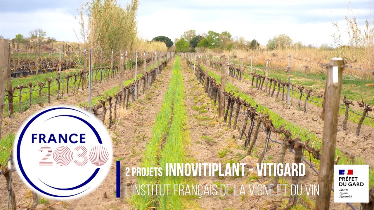 France 2030 x IFV : un partenariat qui change la donne pour les vignerons