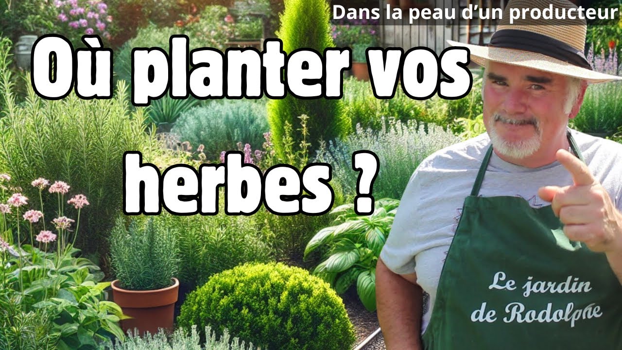 Quel est le meilleur emplacement pour chaque plante aromatique ?