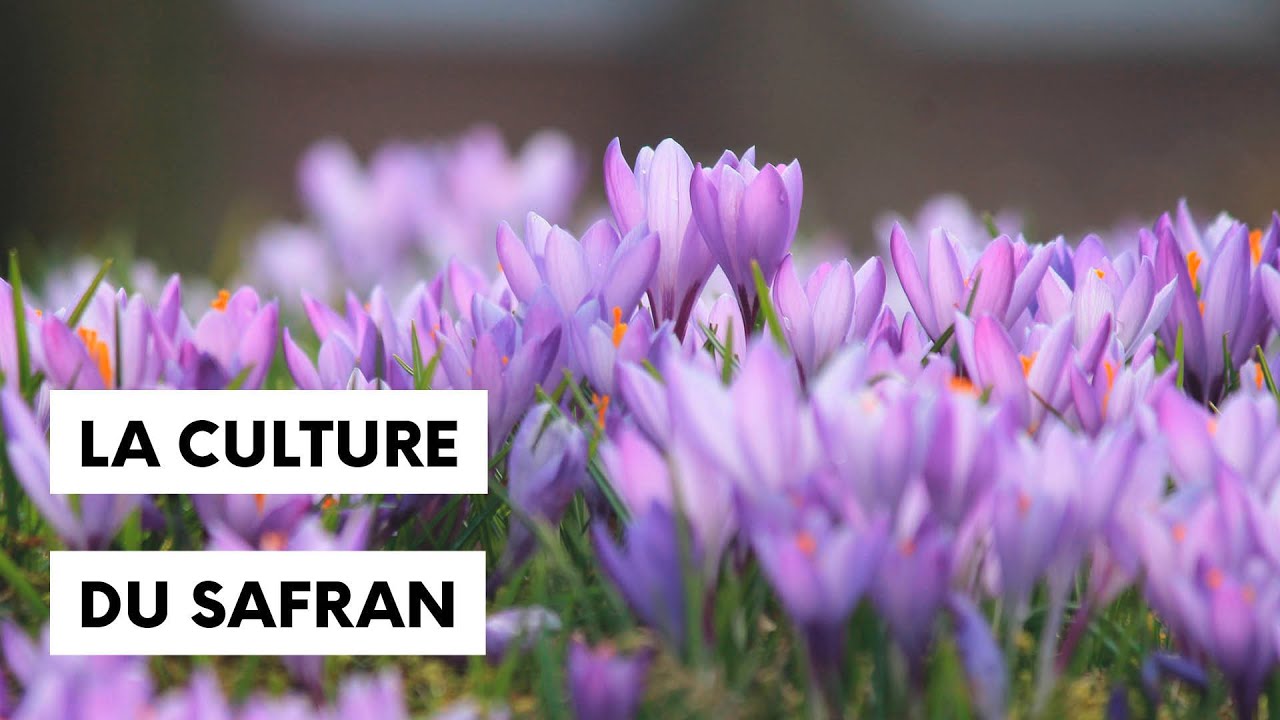 Comment cultiver du safran chez soi