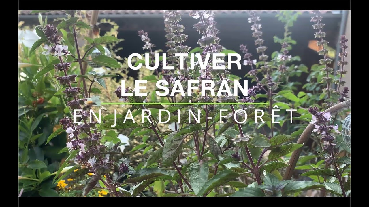 Le safran se cultive très bien en France ! Conseils de culture et plantation en jardin-forêt.