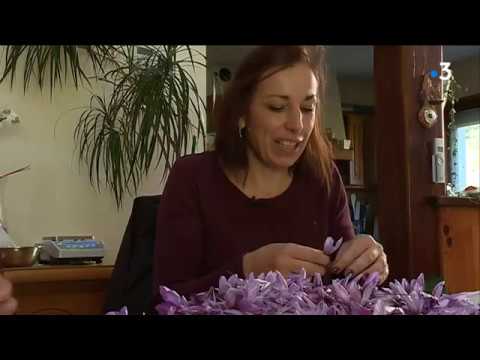 La récolte du safran reste confidentielle en Ardèche