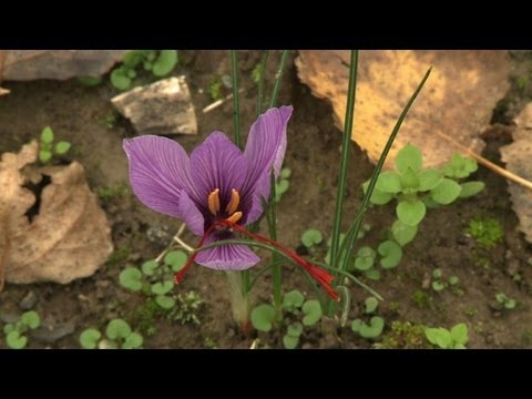 Le safran, l'or rouge oriental récolté dans le Nord