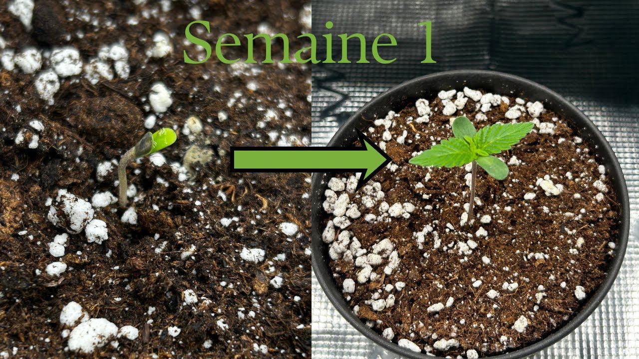 🌱 De la graine à la récolte – Épisode 1 : Germination des graines 🌱