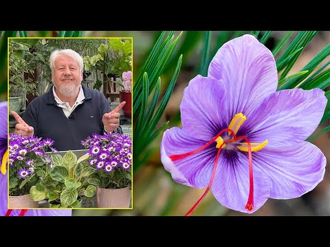 TOUT SAVOIR SUR LE CROCUS SAFRAN NATURE, CULTURE, PROPRIÉTÉS (LE QUOTIDIEN DU JARDIN N°165)