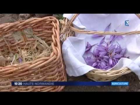 Production de safran dans l'Eure