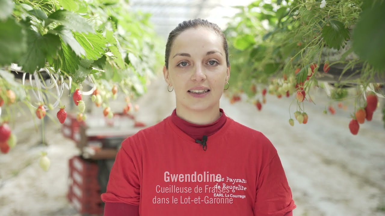 Métier : cueilleuse de fraises