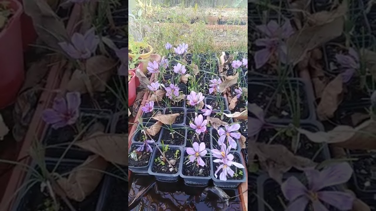 Le safran en pot... FACILE ET RENTABLE !