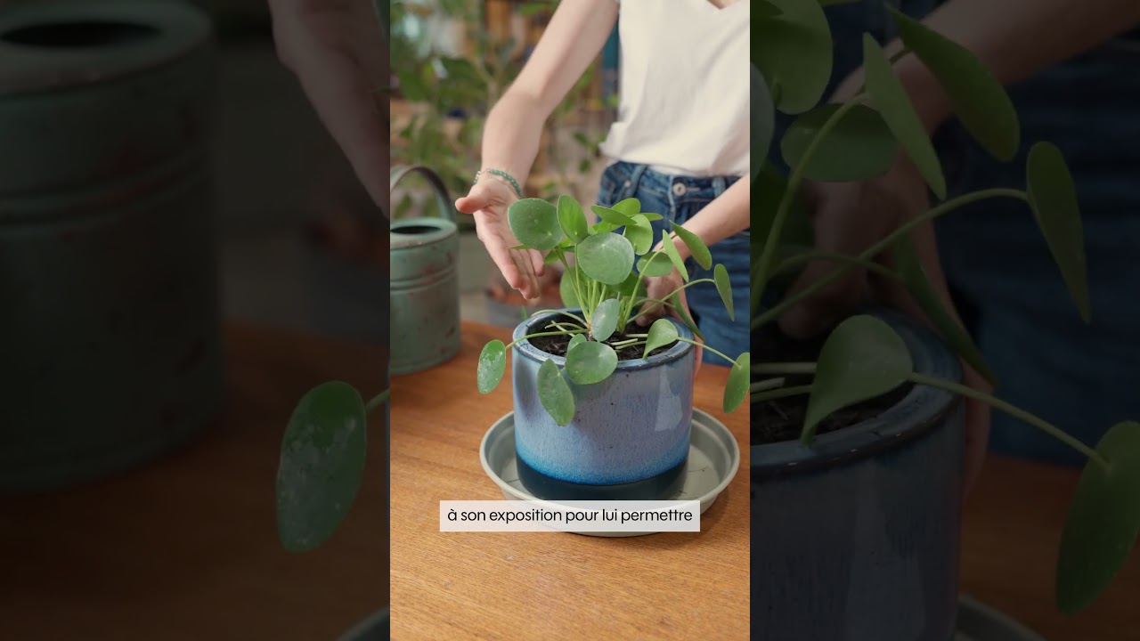 Comment entretenir un Pilea ? 🌿 - Truffaut