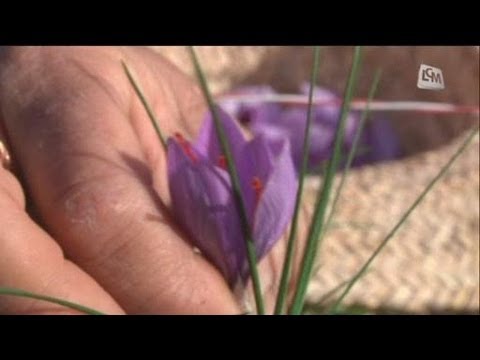 La culture du safran, tout un art!