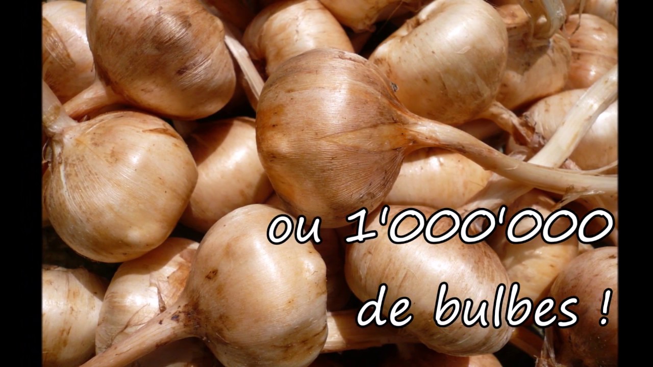 Bulbes de Safran : Plantez des Bulbes de Crocus sativus et Récoltez l'Épice la plus Chère du Monde !