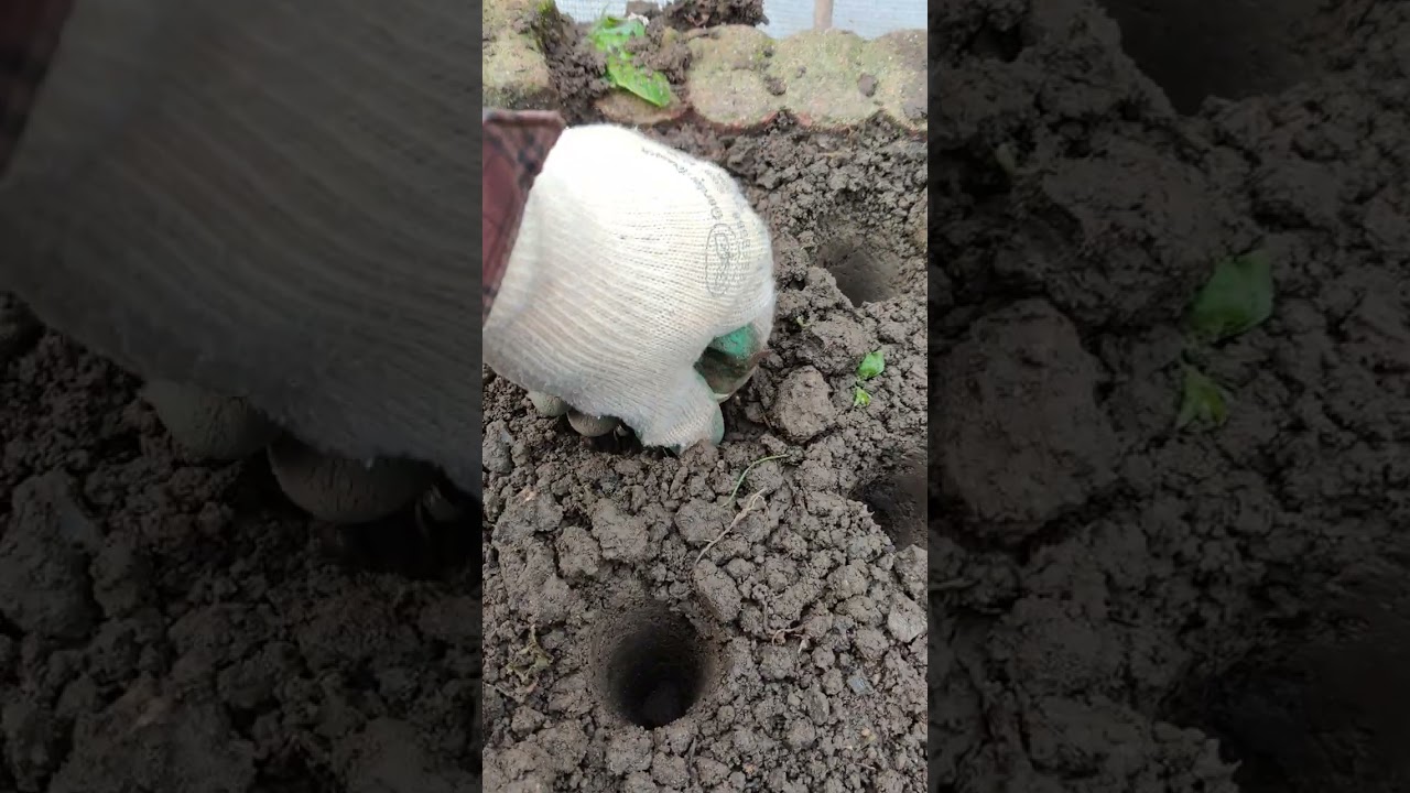 Bulbes de safran plantation