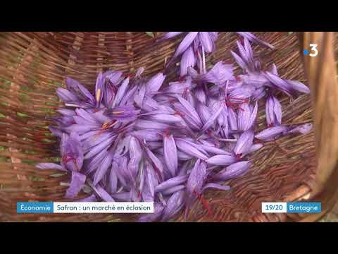Pouldreuzic (Finistère) : la cueillette du safran