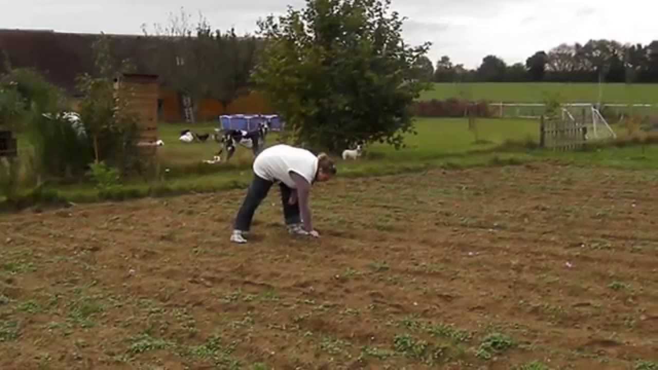 La récolte du safran.