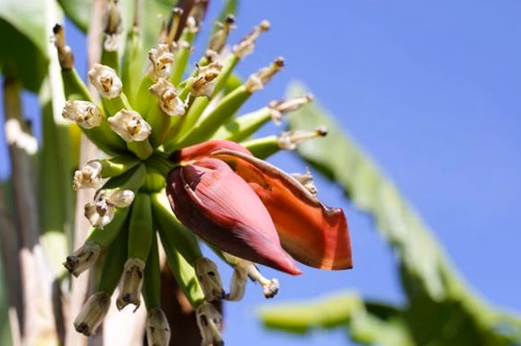 L&rsquo;aloe arborescens : présentation, bienfaits et vertus