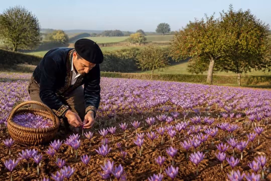 découvrez comment et où le safran est cultivé en bretagne, une région dynamique qui valorise cette épice précieuse grâce à une culture locale unique.